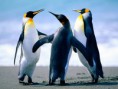 /album/fotogaleria/penguins-jpg1/